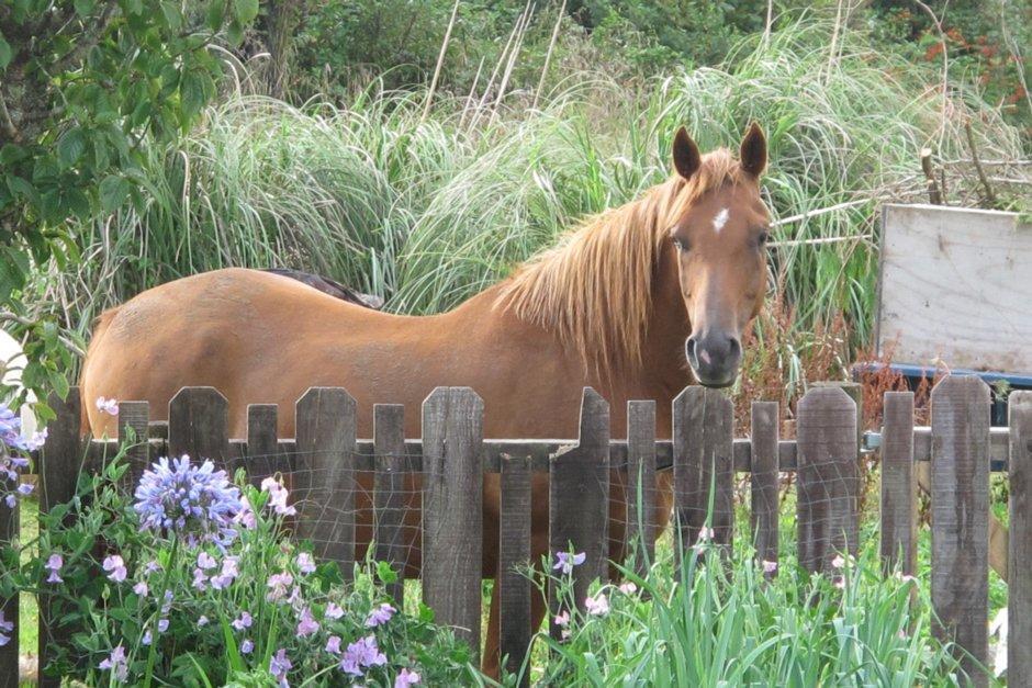 Little Paradise & Petting Farm Greymouth Exterior photo